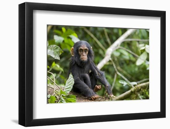 Africa, Uganda, Kibale National Park. An infant chimpanzee pauses briefly during play.-Kristin Mosher-Framed Photographic Print