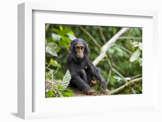Africa, Uganda, Kibale National Park. An infant chimpanzee pauses briefly during play.-Kristin Mosher-Framed Photographic Print