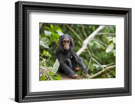 Africa, Uganda, Kibale National Park. An infant chimpanzee pauses briefly during play.-Kristin Mosher-Framed Photographic Print