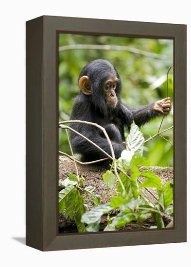 Africa, Uganda, Kibale National Park. An infant chimpanzee plays with a stick.-Kristin Mosher-Framed Premier Image Canvas