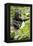 Africa, Uganda, Kibale National Park. An infant chimpanzee plays with a stick.-Kristin Mosher-Framed Premier Image Canvas