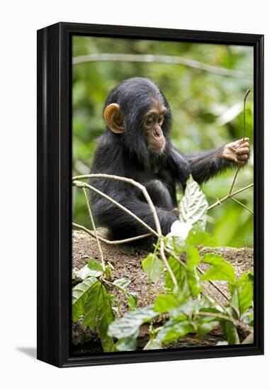 Africa, Uganda, Kibale National Park. An infant chimpanzee plays with a stick.-Kristin Mosher-Framed Premier Image Canvas