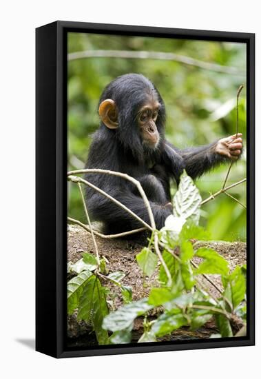 Africa, Uganda, Kibale National Park. An infant chimpanzee plays with a stick.-Kristin Mosher-Framed Premier Image Canvas