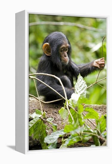 Africa, Uganda, Kibale National Park. An infant chimpanzee plays with a stick.-Kristin Mosher-Framed Premier Image Canvas