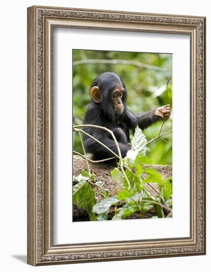 Africa, Uganda, Kibale National Park. An infant chimpanzee plays with a stick.-Kristin Mosher-Framed Photographic Print