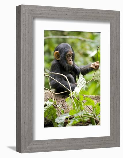 Africa, Uganda, Kibale National Park. An infant chimpanzee plays with a stick.-Kristin Mosher-Framed Photographic Print