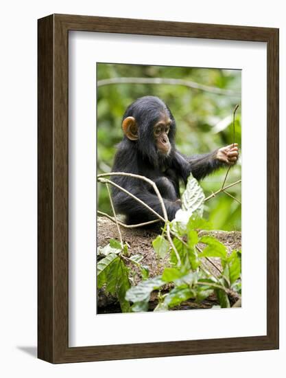 Africa, Uganda, Kibale National Park. An infant chimpanzee plays with a stick.-Kristin Mosher-Framed Photographic Print