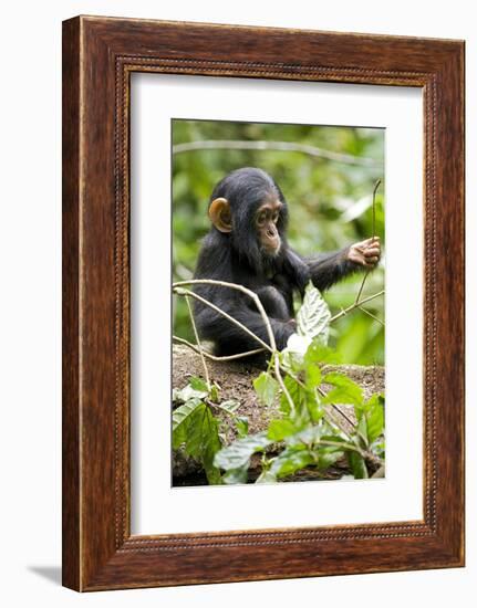 Africa, Uganda, Kibale National Park. An infant chimpanzee plays with a stick.-Kristin Mosher-Framed Photographic Print