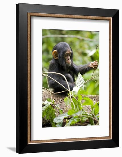 Africa, Uganda, Kibale National Park. An infant chimpanzee plays with a stick.-Kristin Mosher-Framed Photographic Print
