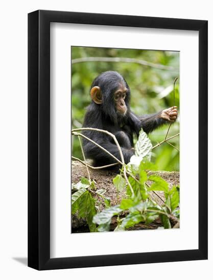 Africa, Uganda, Kibale National Park. An infant chimpanzee plays with a stick.-Kristin Mosher-Framed Photographic Print