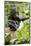 Africa, Uganda, Kibale National Park. An infant chimpanzee plays with a stick.-Kristin Mosher-Mounted Photographic Print