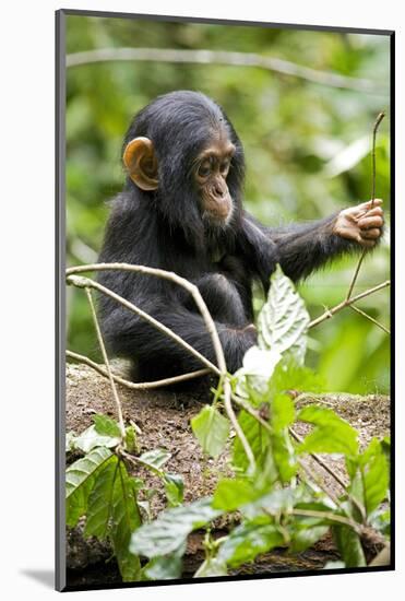 Africa, Uganda, Kibale National Park. An infant chimpanzee plays with a stick.-Kristin Mosher-Mounted Photographic Print