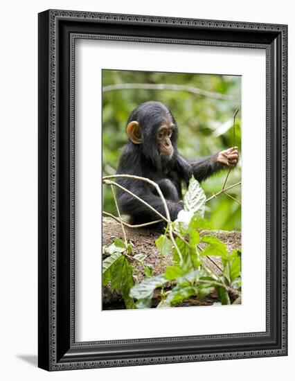 Africa, Uganda, Kibale National Park. An infant chimpanzee plays with a stick.-Kristin Mosher-Framed Photographic Print