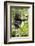 Africa, Uganda, Kibale National Park. An infant chimpanzee plays with a stick.-Kristin Mosher-Framed Photographic Print