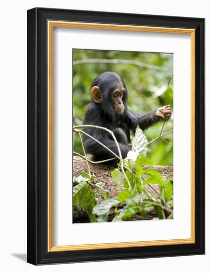 Africa, Uganda, Kibale National Park. An infant chimpanzee plays with a stick.-Kristin Mosher-Framed Photographic Print