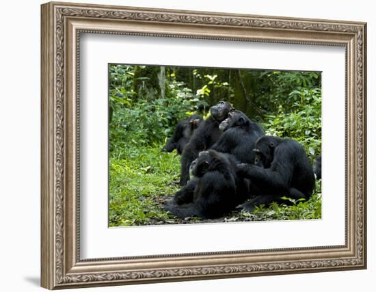 Africa, Uganda, Kibale National Park. Chimpanzee males viewing a female.-Kristin Mosher-Framed Photographic Print