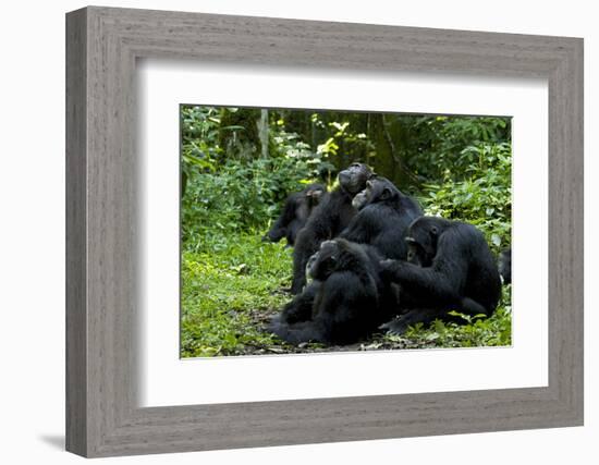 Africa, Uganda, Kibale National Park. Chimpanzee males viewing a female.-Kristin Mosher-Framed Photographic Print