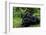 Africa, Uganda, Kibale National Park. Chimpanzee males viewing a female.-Kristin Mosher-Framed Photographic Print