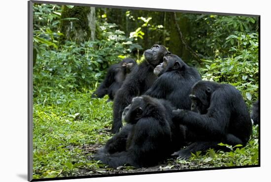 Africa, Uganda, Kibale National Park. Chimpanzee males viewing a female.-Kristin Mosher-Mounted Photographic Print