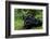 Africa, Uganda, Kibale National Park. Chimpanzee males viewing a female.-Kristin Mosher-Framed Photographic Print