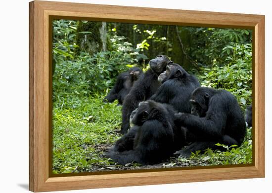 Africa, Uganda, Kibale National Park. Chimpanzee males viewing a female.-Kristin Mosher-Framed Premier Image Canvas