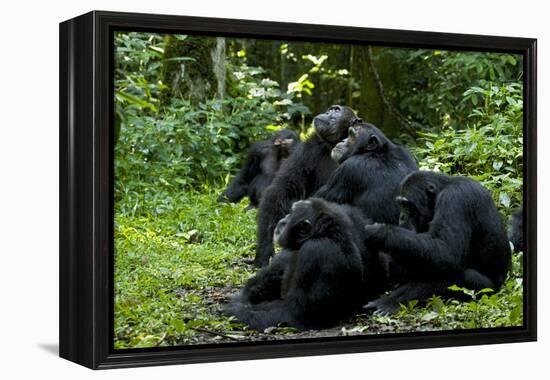 Africa, Uganda, Kibale National Park. Chimpanzee males viewing a female.-Kristin Mosher-Framed Premier Image Canvas