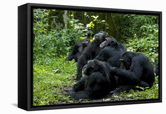 Africa, Uganda, Kibale National Park. Chimpanzee males viewing a female.-Kristin Mosher-Framed Premier Image Canvas