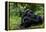 Africa, Uganda, Kibale National Park. Chimpanzee males viewing a female.-Kristin Mosher-Framed Premier Image Canvas