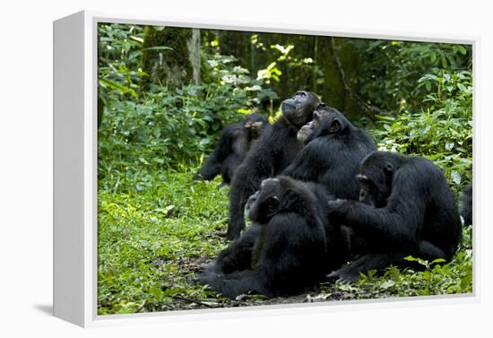 Africa, Uganda, Kibale National Park. Chimpanzee males viewing a female.-Kristin Mosher-Framed Premier Image Canvas