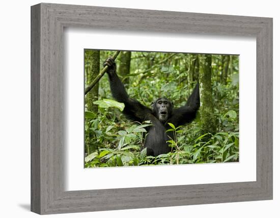 Africa, Uganda, Kibale National Park. Chimpanzee was making faces.-Kristin Mosher-Framed Photographic Print