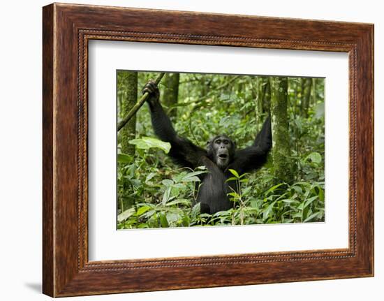 Africa, Uganda, Kibale National Park. Chimpanzee was making faces.-Kristin Mosher-Framed Photographic Print