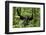 Africa, Uganda, Kibale National Park. Chimpanzee was making faces.-Kristin Mosher-Framed Photographic Print