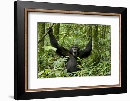 Africa, Uganda, Kibale National Park. Chimpanzee was making faces.-Kristin Mosher-Framed Photographic Print