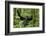 Africa, Uganda, Kibale National Park. Chimpanzee was making faces.-Kristin Mosher-Framed Photographic Print