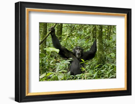 Africa, Uganda, Kibale National Park. Chimpanzee was making faces.-Kristin Mosher-Framed Photographic Print