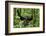 Africa, Uganda, Kibale National Park. Chimpanzee was making faces.-Kristin Mosher-Framed Photographic Print