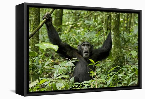Africa, Uganda, Kibale National Park. Chimpanzee was making faces.-Kristin Mosher-Framed Premier Image Canvas