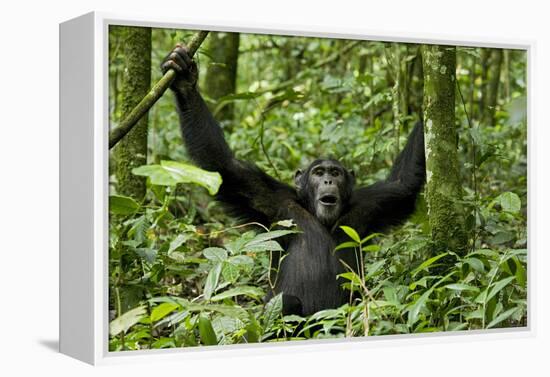 Africa, Uganda, Kibale National Park. Chimpanzee was making faces.-Kristin Mosher-Framed Premier Image Canvas