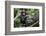 Africa, Uganda, Kibale National Park. Curious infant chimpanzee.-Kristin Mosher-Framed Photographic Print