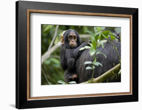 Africa, Uganda, Kibale National Park. Curious infant chimpanzee.-Kristin Mosher-Framed Photographic Print