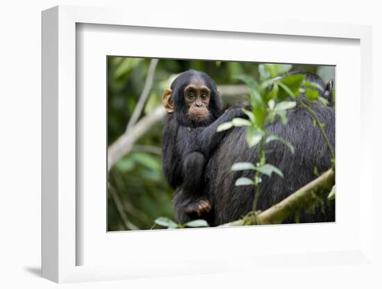 Africa, Uganda, Kibale National Park. Curious infant chimpanzee.-Kristin Mosher-Framed Photographic Print