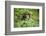 Africa, Uganda, Kibale National Park. Curious, young adult chimpanzee, 'Wes'.-Kristin Mosher-Framed Photographic Print