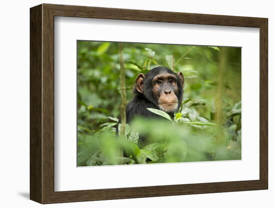 Africa, Uganda, Kibale National Park. Curious, young adult chimpanzee, 'Wes'.-Kristin Mosher-Framed Photographic Print