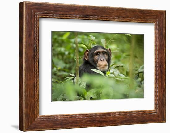 Africa, Uganda, Kibale National Park. Curious, young adult chimpanzee, 'Wes'.-Kristin Mosher-Framed Photographic Print