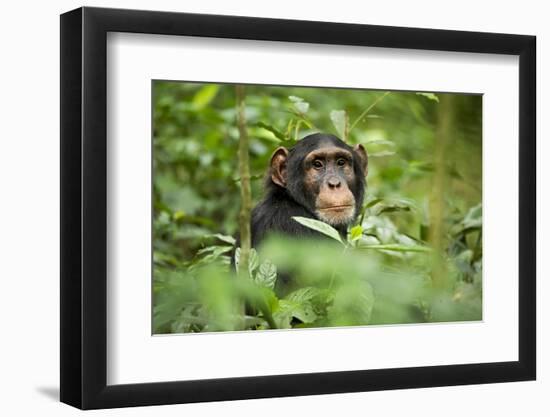 Africa, Uganda, Kibale National Park. Curious, young adult chimpanzee, 'Wes'.-Kristin Mosher-Framed Photographic Print