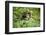 Africa, Uganda, Kibale National Park. Curious, young adult chimpanzee, 'Wes'.-Kristin Mosher-Framed Photographic Print