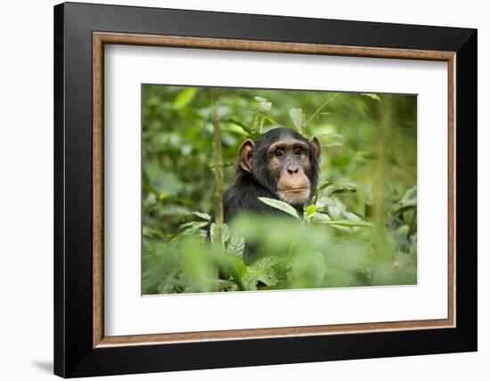 Africa, Uganda, Kibale National Park. Curious, young adult chimpanzee, 'Wes'.-Kristin Mosher-Framed Photographic Print