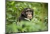 Africa, Uganda, Kibale National Park. Curious, young adult chimpanzee, 'Wes'.-Kristin Mosher-Mounted Photographic Print