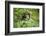 Africa, Uganda, Kibale National Park. Curious, young adult chimpanzee, 'Wes'.-Kristin Mosher-Framed Photographic Print