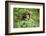 Africa, Uganda, Kibale National Park. Curious, young adult chimpanzee, 'Wes'.-Kristin Mosher-Framed Photographic Print